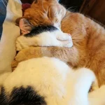 5b54cd5431ade7a7bbf8510905.jpg (1)